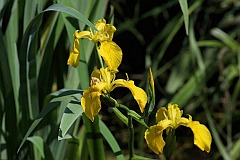 Kosaciec ty - Iris pseudacorus L. - Yellow flag, Yellow iris