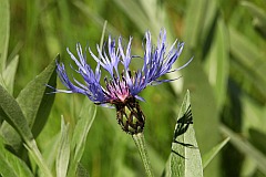 Chaber mikkowosy - Centaurea mollis Waldst. & Kit. - Montane Knapweed