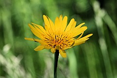 Kozibrd wielki - Tragopogon dubius - Western Salsify