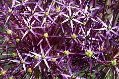 Czosnek Krzysztofa - Allium christophii Trautv. - Persian Onion, Star of Persia