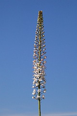 Pustynnik olbrzymi - Eremurus robustus - -