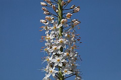 Pustynnik olbrzymi - Eremurus robustus - -