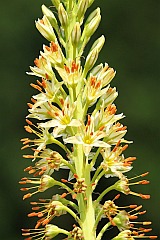 Pustynnik atajski - Eremurus altaicus - Foxtail lilies, Desert candles '-'