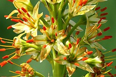 Pustynnik atajski - Eremurus altaicus - Foxtail lilies, Desert candles '-'