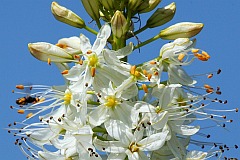 Pustynnik himalajski - Eremurus himalaicus - -