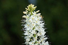 Pustynnik himalajski - Eremurus himalaicus - -