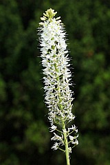 Pustynnik himalajski - Eremurus himalaicus - -