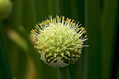 Czosnek dty, cebula siedmiolatka - Allium fistulosum L. - Welsh onion, Japanese bunching onion