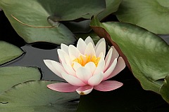 Grzybienie biae 'Rosea' - Nymphaea alba 'Rosea' - European White Waterlily