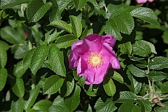 Ra dzika - Rosa canina L. - Dog rose