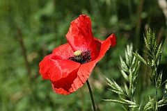 Mak polny - Papaver rhoeas L. - Flanders Poppy