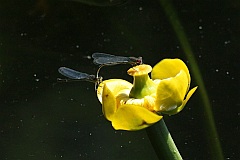 Grel ty - Nuphar lutea - Yellow Water-lily