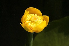 Grel ty - Nuphar lutea - Yellow Water-lily