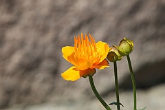 Penik chiski - Trollius chinensis - 'Gold Konig' - -