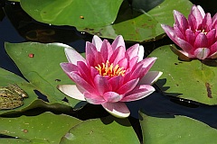 Grzybienie biae 'Rubra' - Nymphaea alba 'Rubra' - European White Waterlily