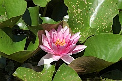 Grzybienie biae 'Rubra' - Nymphaea alba 'Rubra' - European White Waterlily