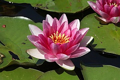 Grzybienie biae 'Rubra' - Nymphaea alba 'Rubra' - European White Waterlily