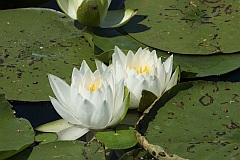 Grzybienie biae - Nenufary - Nymphaea alba L. - European White Waterlily