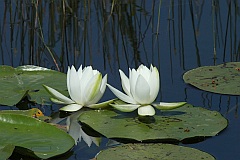 Grzybienie biae - Nenufary - Nymphaea alba L. - European White Waterlily