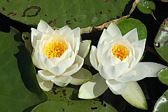 Grzybienie biae - Nenufary - Nymphaea alba L. - European White Waterlily