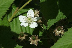 Jeyna, ostryna 'Darrow' - Rubus L. - Blackberry