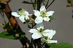 Jeyna, ostryna 'Darrow' - Rubus L. - Blackberry