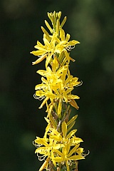 Pustynnik okazay odmiana Krymska - Eremurus spectabilis var. tauricus - -