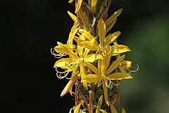 Pustynnik okazay odmiana Krymska - Eremurus spectabilis var. tauricus - -