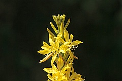 Pustynnik okazay odmiana Krymska - Eremurus spectabilis var. tauricus - -