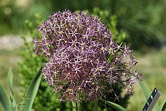 Czosnek Krzysztofa - Allium christophii Trautv. - Persian Onion, Star of Persia