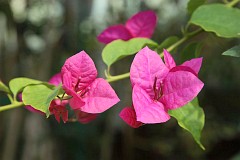 Bugenwilla gadka - Bougainvillea glabra - Paper Flower, Lesser Bougainvillea