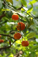 Mandarynka - Citrus reticulata - Mandarin orange, mandarine