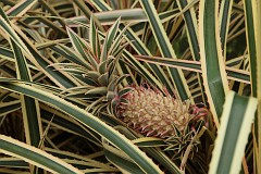 Ananas jadalny - Ananas comosus 'Variegatus' - Pineapple