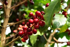 Kawa arabska - Coffea arabica L. - Coffee Shrub of Arabia, Mmountain Coffee, Arabica Coffee