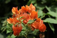 Bugenwilla - Bougainvillea hybr. - Bougainvillea