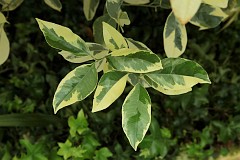 Mandarynka odmiana 'Variegata' - Citrus reticulata - Mandarin orange, mandarine