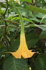 Bielu odmiana 'Grand Marnier' - Datura L. 'Grand Marnier' - Angel's Trumpet, Moonflower