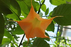 Bielu odmiana 'Grand Marnier' - Datura L. 'Grand Marnier' - Angel's Trumpet, Moonflower