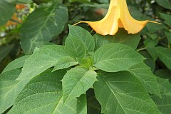 Bielu odmiana 'Grand Marnier' - Datura L. 'Grand Marnier' - Angel's Trumpet, Moonflower