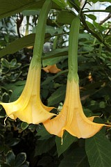 Bielu odmiana 'Grand Marnier' - Datura L. 'Grand Marnier' - Angel's Trumpet, Moonflower