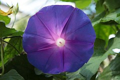 Wilec purpurowy - Ipomoea purpurea - Common Morning Glory