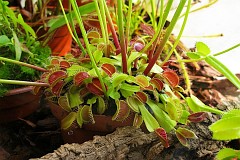 Muchowka amerykaska - Dionaea muscipula 'Cross Teeth' - Venus Flytrap