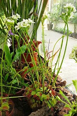 Muchowka amerykaska - Dionaea muscipula 'Cross Teeth' - Venus Flytrap