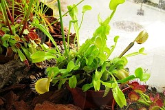 Muchowka amerykaska - Dionaea muscipula - Venus Flytrap