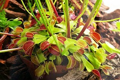 Muchowka amerykaska - Dionaea muscipula 'Cross Teeth' - Venus Flytrap