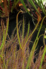 Rosiczka przyldkowa - Drosera capensis L. - Cape sundew