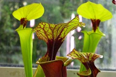 Dzbanecznik - Nepenthes L. - Tropical pitcher plant, Monkey cup