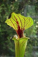 Dzbanecznik - Nepenthes L. - Tropical pitcher plant, Monkey cup