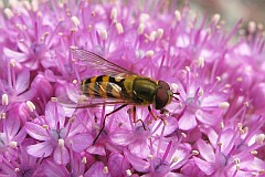 Bzygowate - (Syrphidae) - Hoverfly