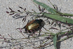 Ogrodnica niszczylistka - (Phyllopertha horticola) - -